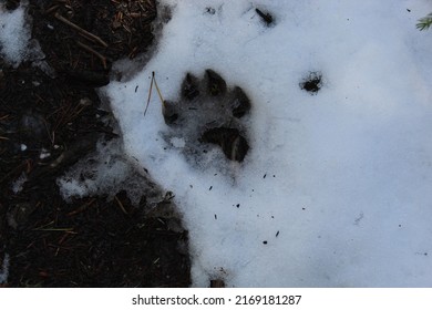 Wolf Track On A Hiking Trail In Jasper National Park