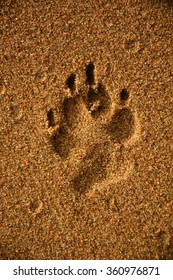 Wolf Track On The Sand