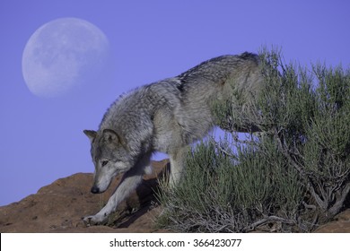 A Wolf Trots Out From Behind An Ephedra Plant In The Desert Southwest While A Three Quarters Moon Fills The Sky Above Him.