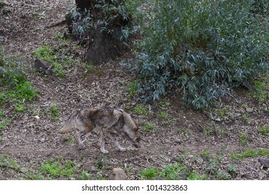 wolf walking on a path