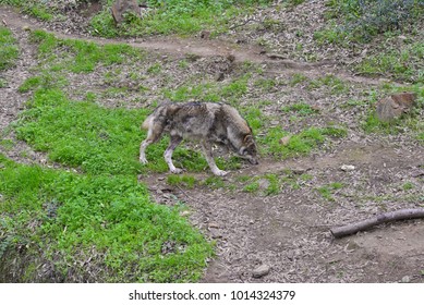 wolf walking on a path
