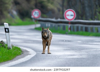 the wolf walks along the road wolf between traffic signs wolf on communication - Powered by Shutterstock