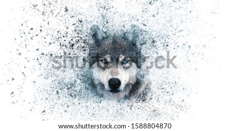 Wolf wallpaper with decay effect, [[stock_photo]] © 