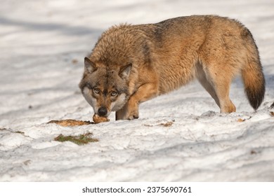 wolf while eating in the snow background