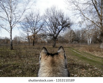 Wolf in the wild. Back view