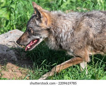 Wolf In A Wildlife Center In The Western Alps In Italy