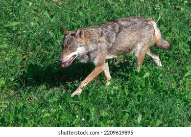 Wolf In A Wildlife Center In The Western Alps In Italy