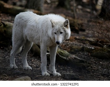 Wolf and wildlife photography