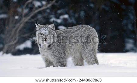wolf in winter on the mountain in snow