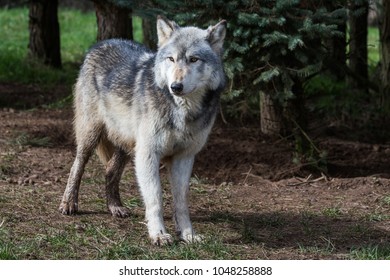 Wolf Woodland Stock Photo 1048258888 | Shutterstock