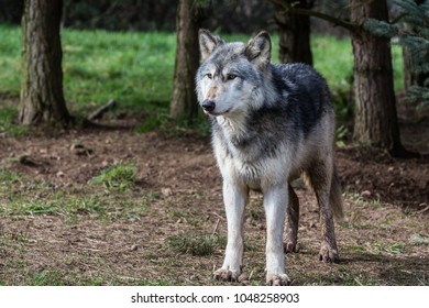 Baby Grey Wolf Forest Stock Photo (Edit Now) 1776076064