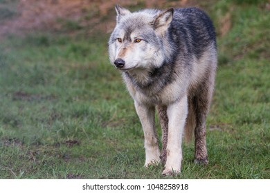 Wolf Woodland Stock Photo 1048258918 | Shutterstock