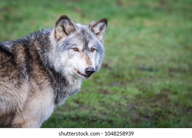 Snarling Timber Wolf Canis Lupus Captive Stock Photo (Edit Now) 3145628