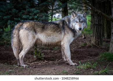 Wolf Woodland Stock Photo 1048258966 | Shutterstock