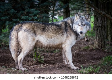 Wolf Woodland Stock Photo 1048259104 | Shutterstock