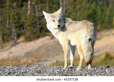 Wolf In Yellowstone National Park