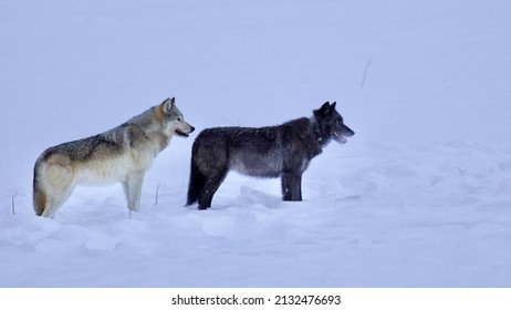 Wolf In Yellowstone National Park Winter