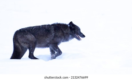 Wolf In Yellowstone National Park Winter