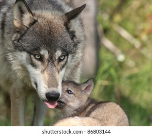 Wolf with young pup.  Soft focus on the eyes.