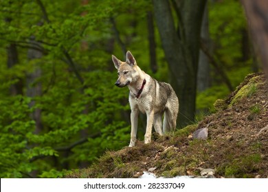 Wolfdog In Mountains