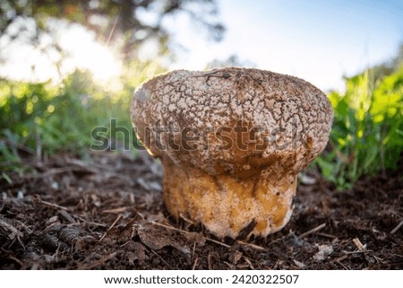 Wolf-fart puffball mushroom on profile view.  Stock photo © 