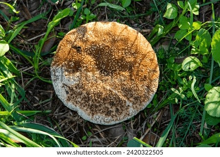 Wolf-fart puffball mushroom top view. Stock photo © 