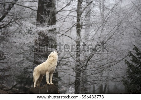 Wolf's howling in the winter forest, magic moment. Blurry background with white forest 