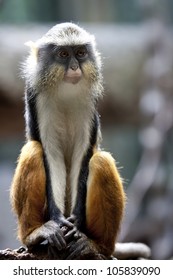 Wolf's Mona Monkey