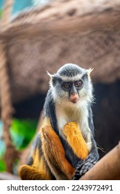 Wolf's mona monkey (Cercopithecus wolfi) is a colourful Old World monkey in the family Cercopithecidae. It is found in central Africa. 
 It lives in primary and secondary lowland rainforest and swamp 
