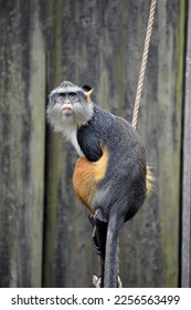 Wolf's Mona Monkey At The Zoo