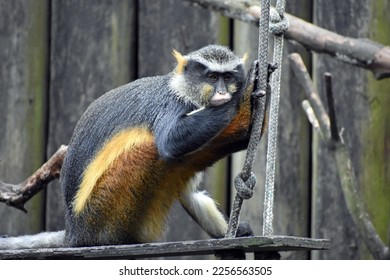 Wolf's Mona Monkey At The Zoo
