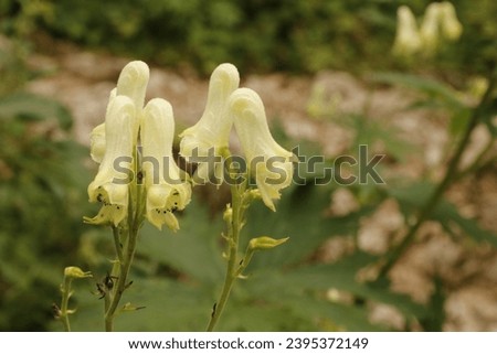 Wolf's-bane are a plants of the Ranunculaceae family. Most Aconitum species are extremely poisonous. They are contain the alkaloid pseudaconitine, which is a deadly poison.