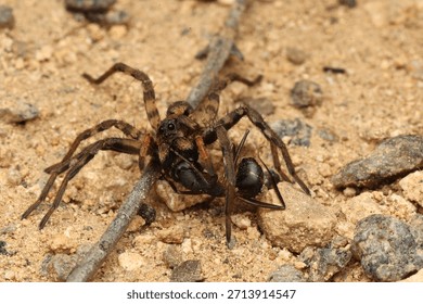 A wolfspider with an ant kill