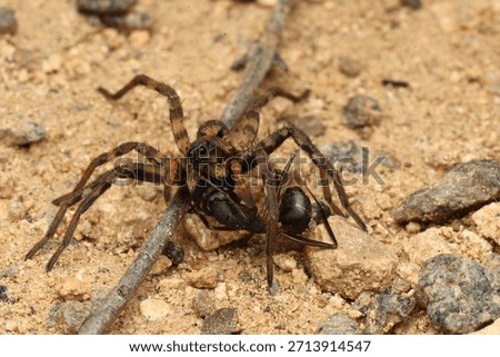 A wolfspider with an ant kill
