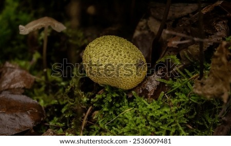 Wolfspider in the autumn forest