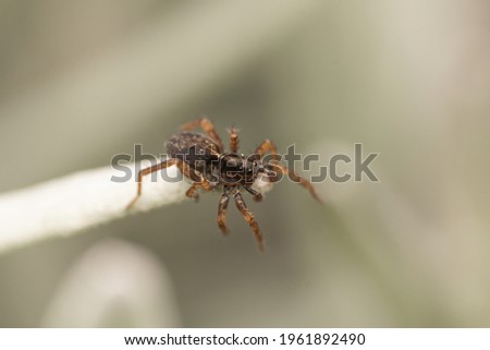 A Wolfspider casually haning at the end of a leaf - Pardosa Milvina