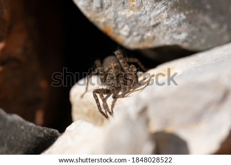 A Wolfspider sitting on a small Stone - Pardosa Milvina 