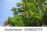 Wollemi pine tree with Cone shape pine tree flower in wind is breezing, unique endangered species and one of the world