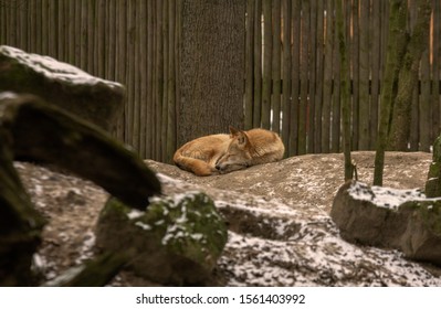 Wolve laying arround and looking