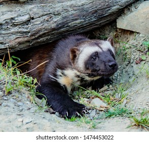 Wolverine Coming Out Of Burrow At Kroschel Films Wildlife Center In Skagway, Alaska