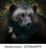 Wolverine encounter at highland wildlife park