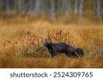 Wolverine in Finnish taiga. Wildlife scene from nature. Rare running animal from north Europe. Wolverine sunset. Wolverine running  in autumn golden grass. Animal behaviour in the habitat, Finland.