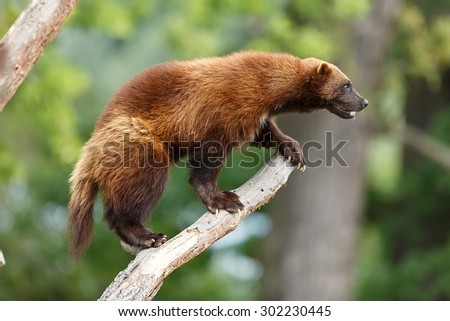 Wolverine getting ready to attack