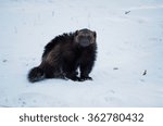 Wolverine (Gulo gulo)