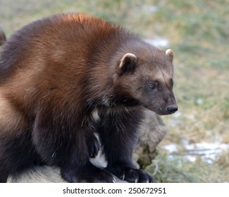 Wolverine (Gulo Gulo)