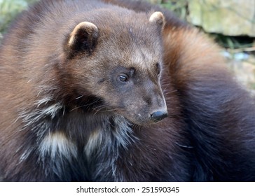 Wolverine (Gulo Gulo)