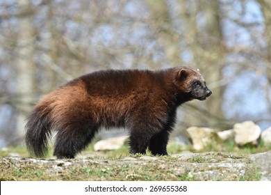 Wolverine (gulo Gulo)