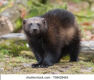 Wolverine (Gulo Gulo) 