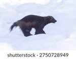 The wolverine (Gulo gulo), also called the carcajou or quickhatch in winter