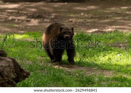 Wolverine (Gulo gulo), also called the carcajou or quickhatch, running headlong across the grass.
